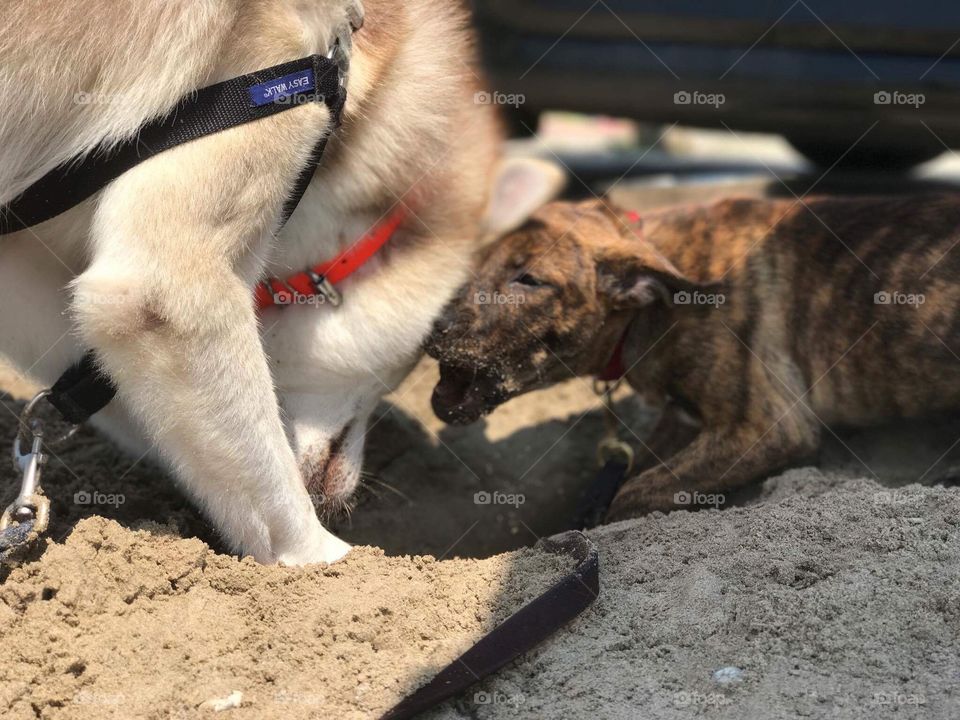 Fight for the sticks. 