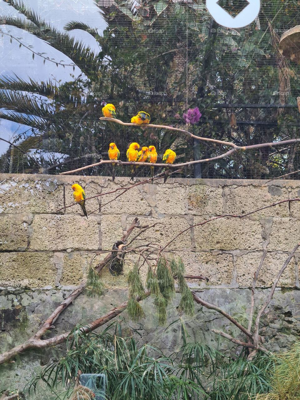 Birds at Loro Parque