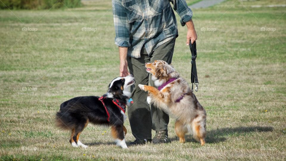 Outside with the dogs