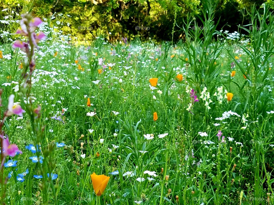 Field of flowers