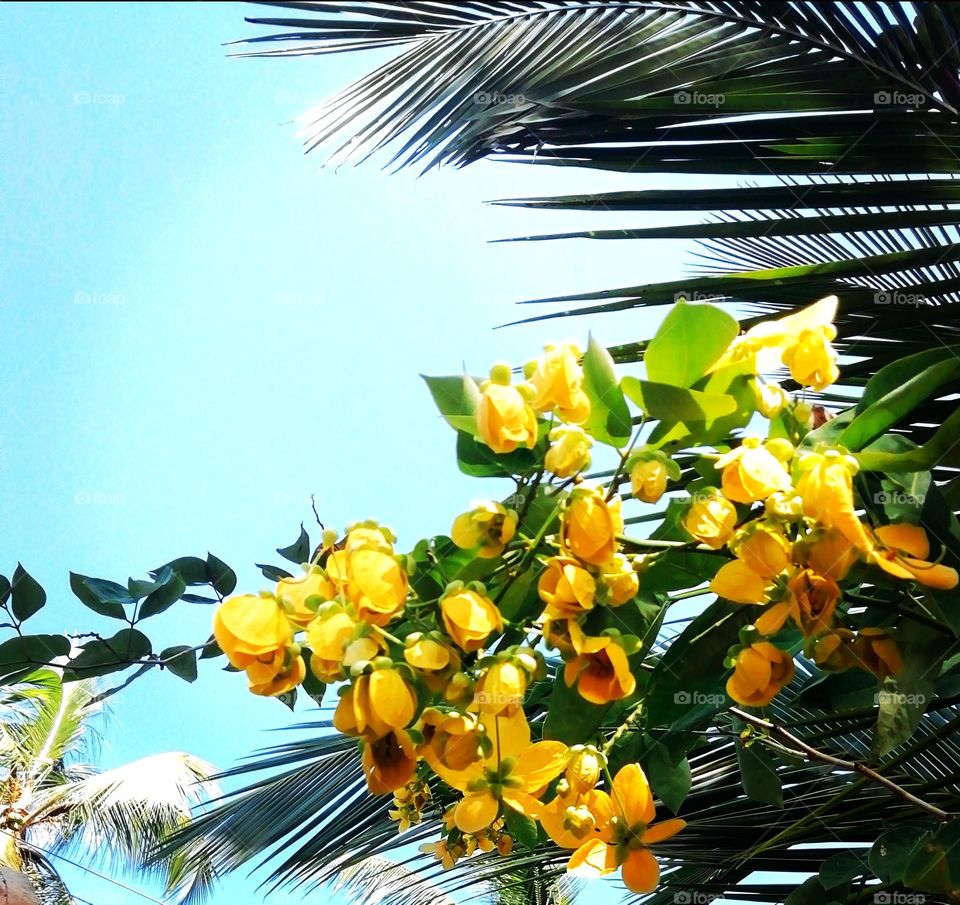 Lovely sky view yellow Buds click
