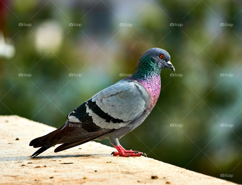 Bird photography - Dove - sunbask