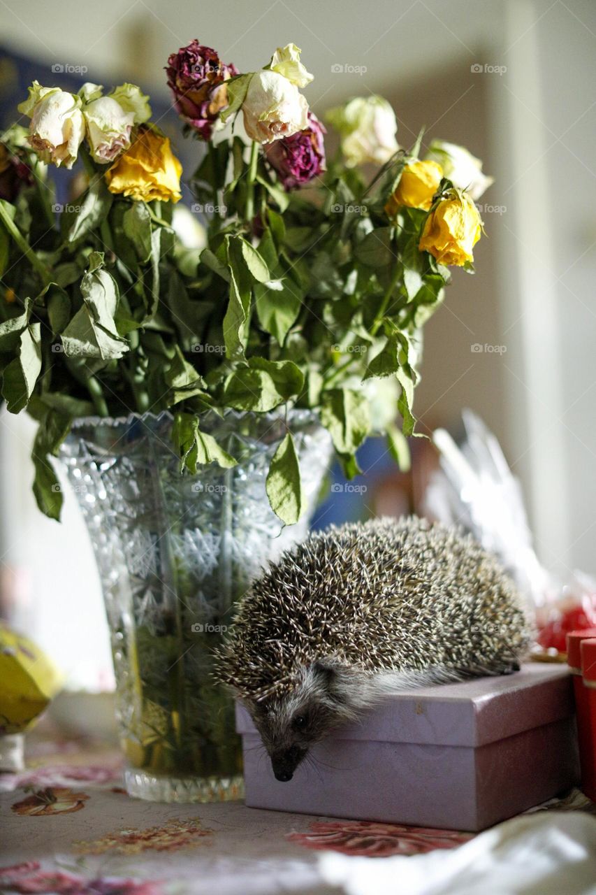 Easter hedgehog