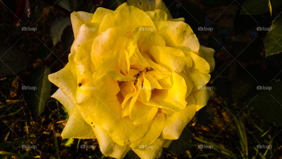 Yellow rose with beautiful natural background