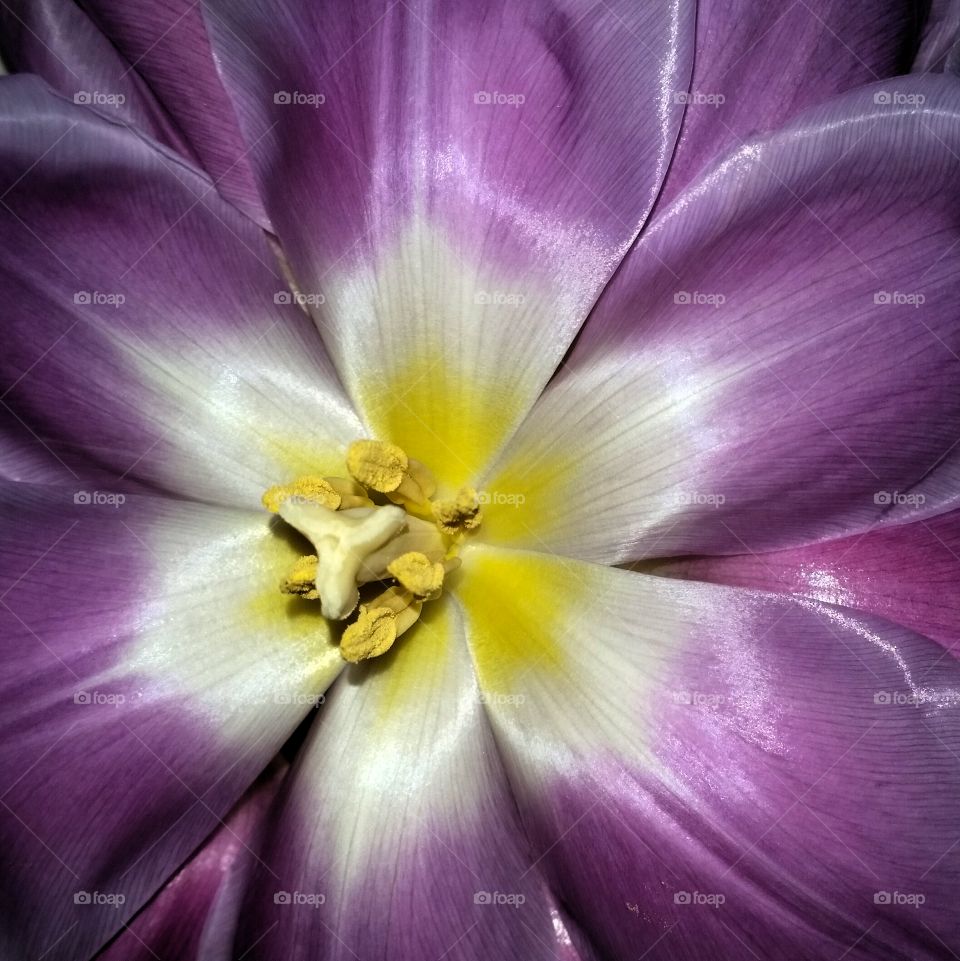 Beautiful Tulip!