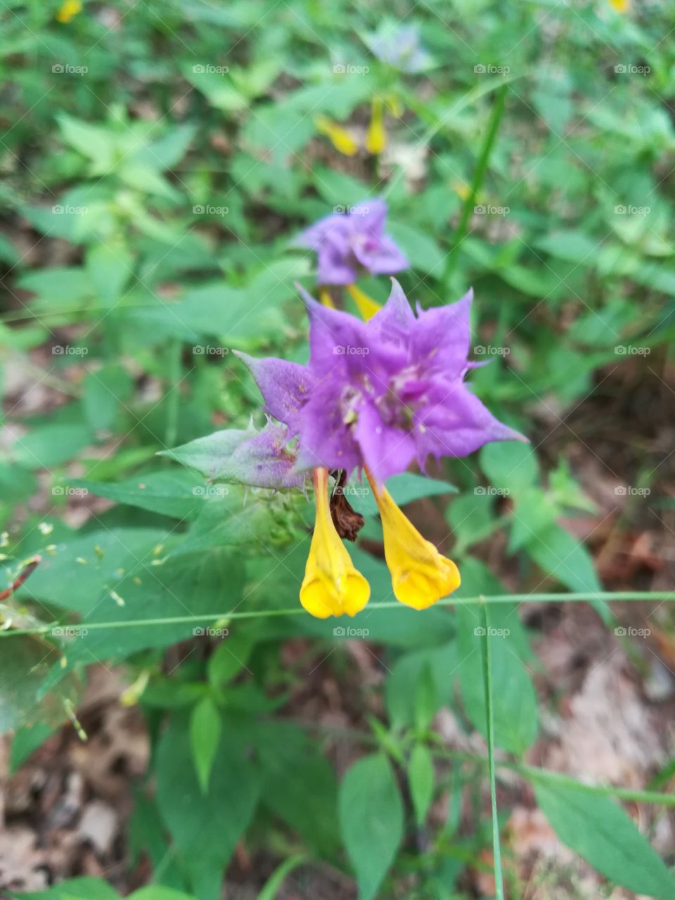 Wild forest flower