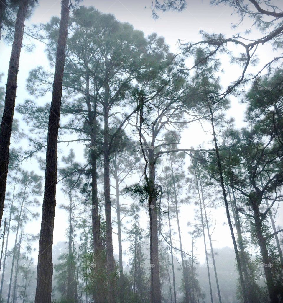 Morning fog in the forest.