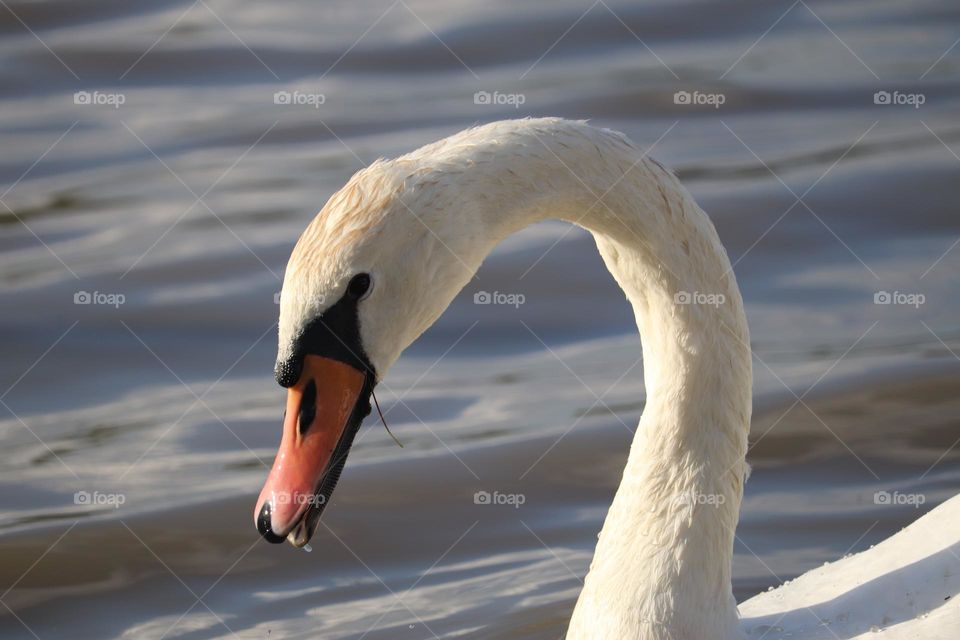 A swan