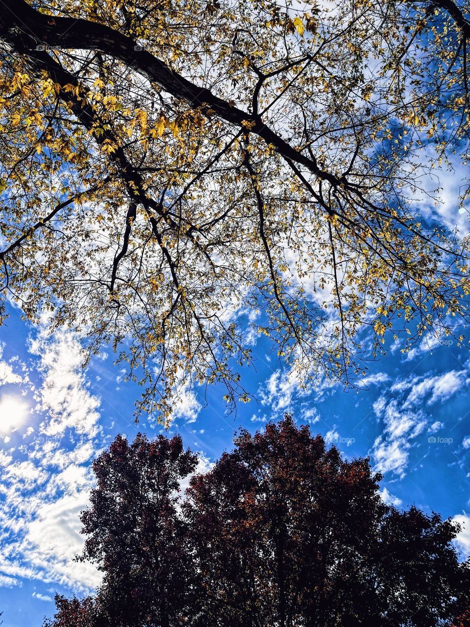 Trees high in the sky, looking up from down below, staring at the sky, tree branches in the sky, brightly colored sky, crisp autumn day 