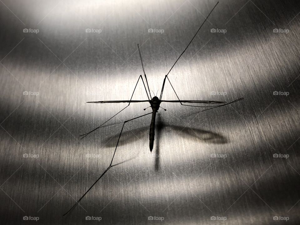 Bug on stainless steel 