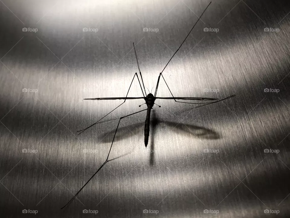 Bug on stainless steel 