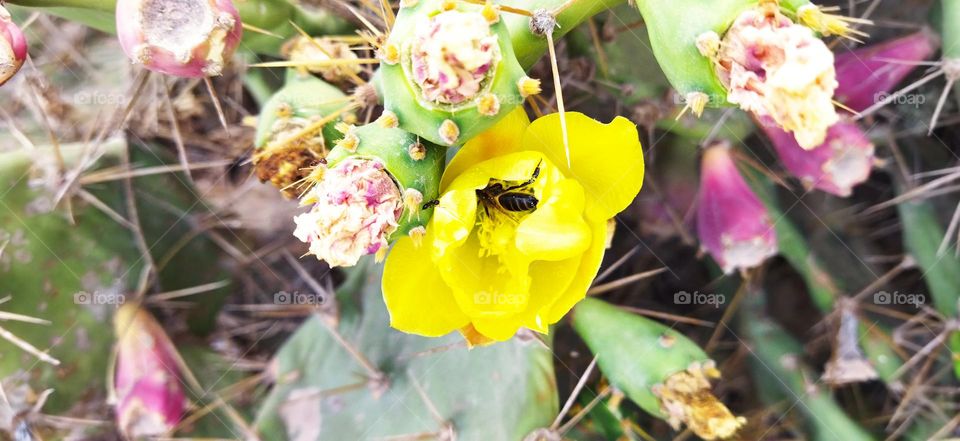 Beautiful bee on a yellow cactus flower.