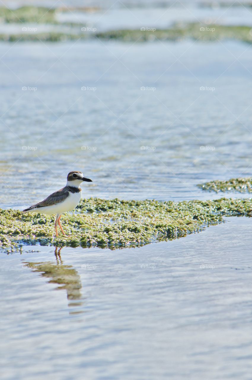Sandpiper checking out the low tide