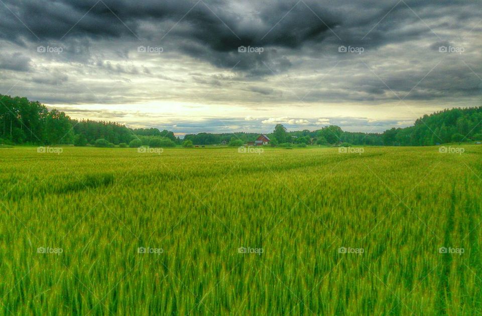 Barley field 