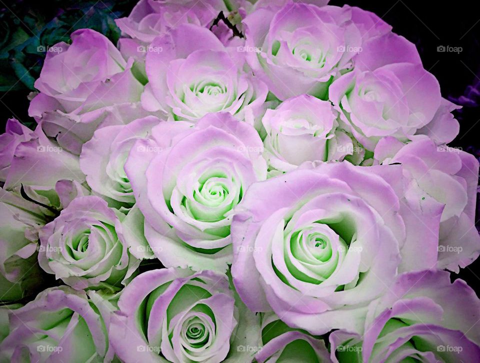 Green and purple roses