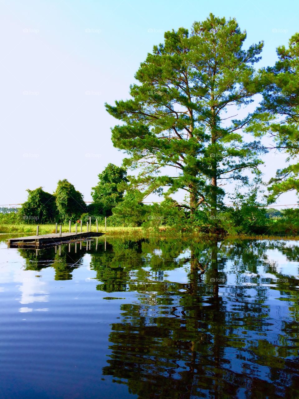 Pond life