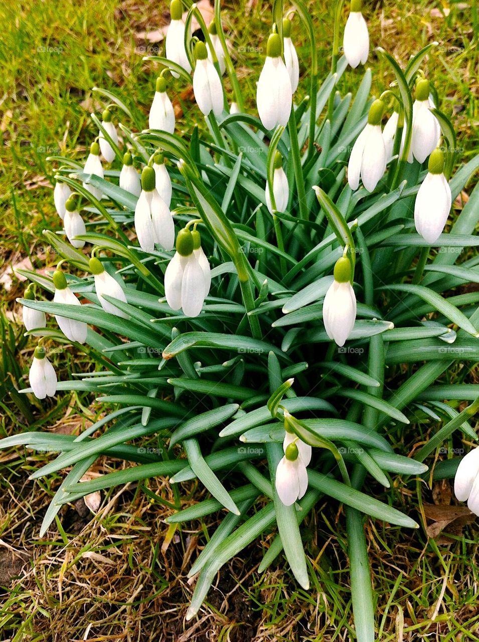 Snowdrops