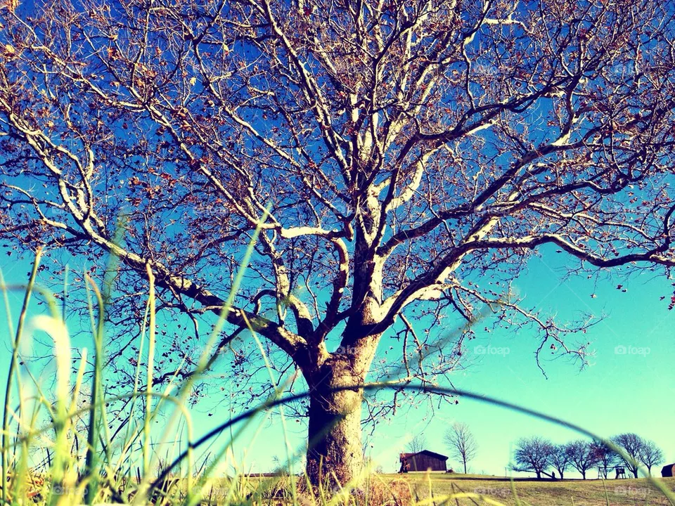Tree 