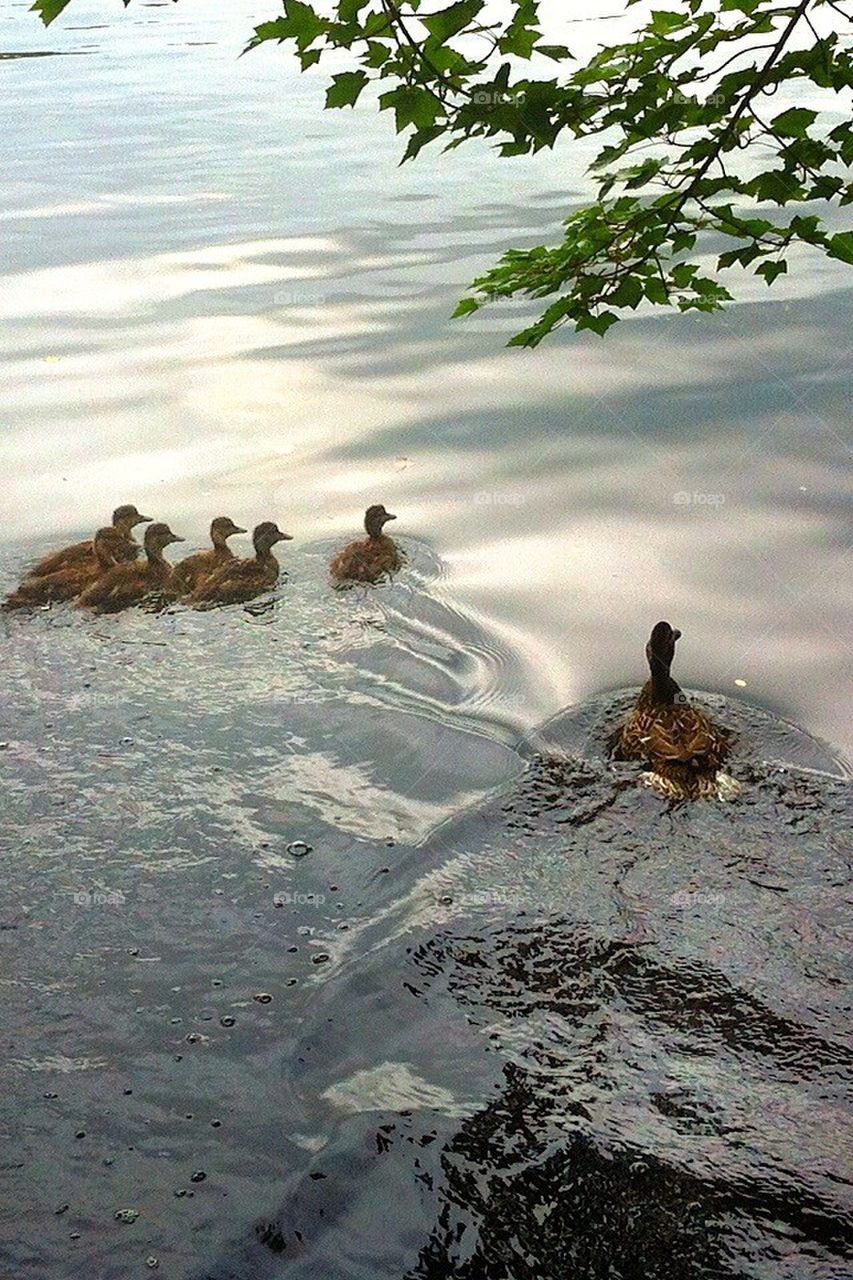 Duck family