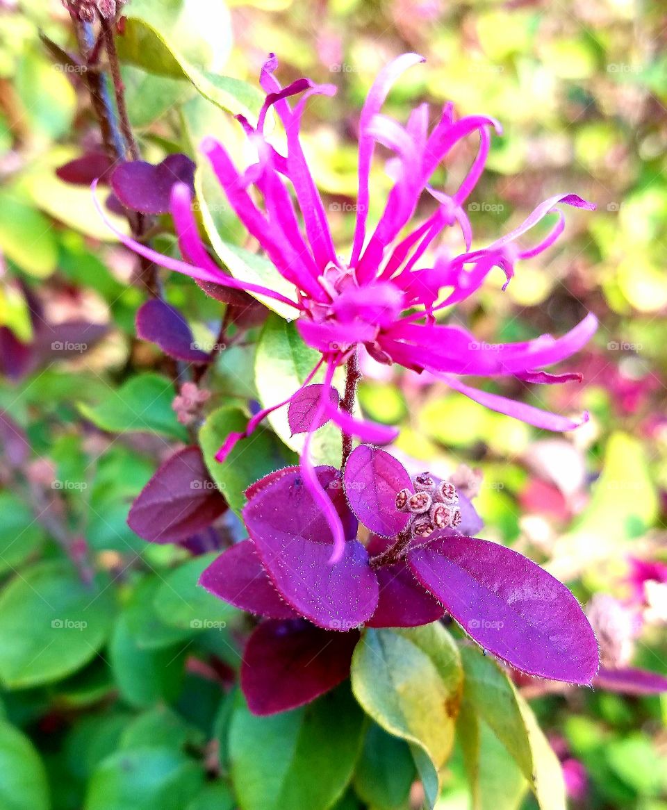 flowers with leaves