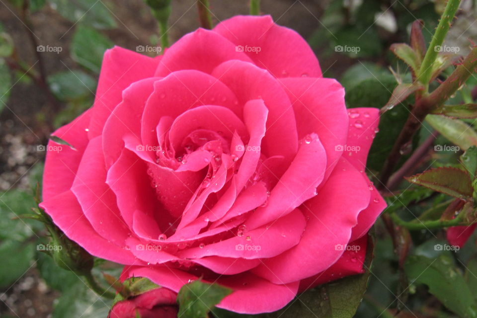 Pink rose with rain drops 