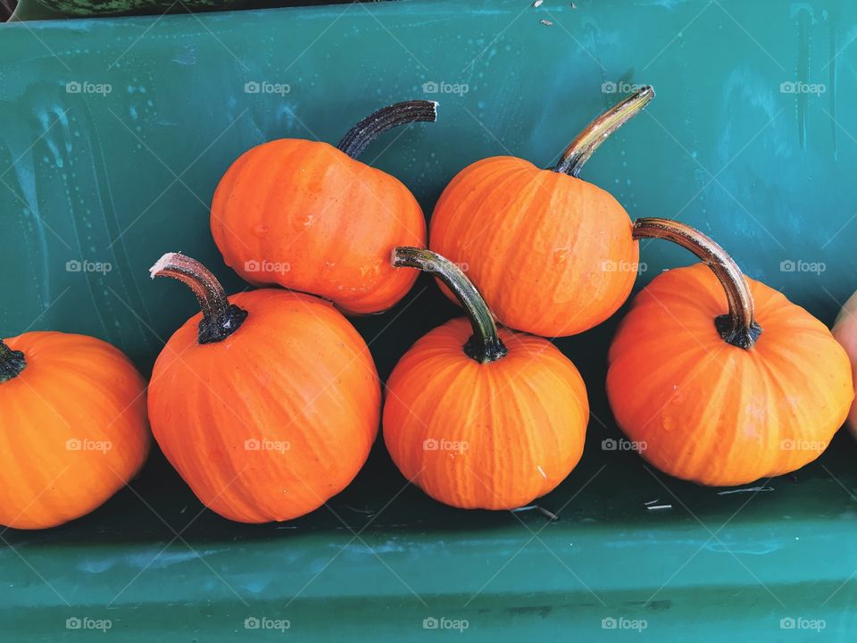 Mini pumpkins 