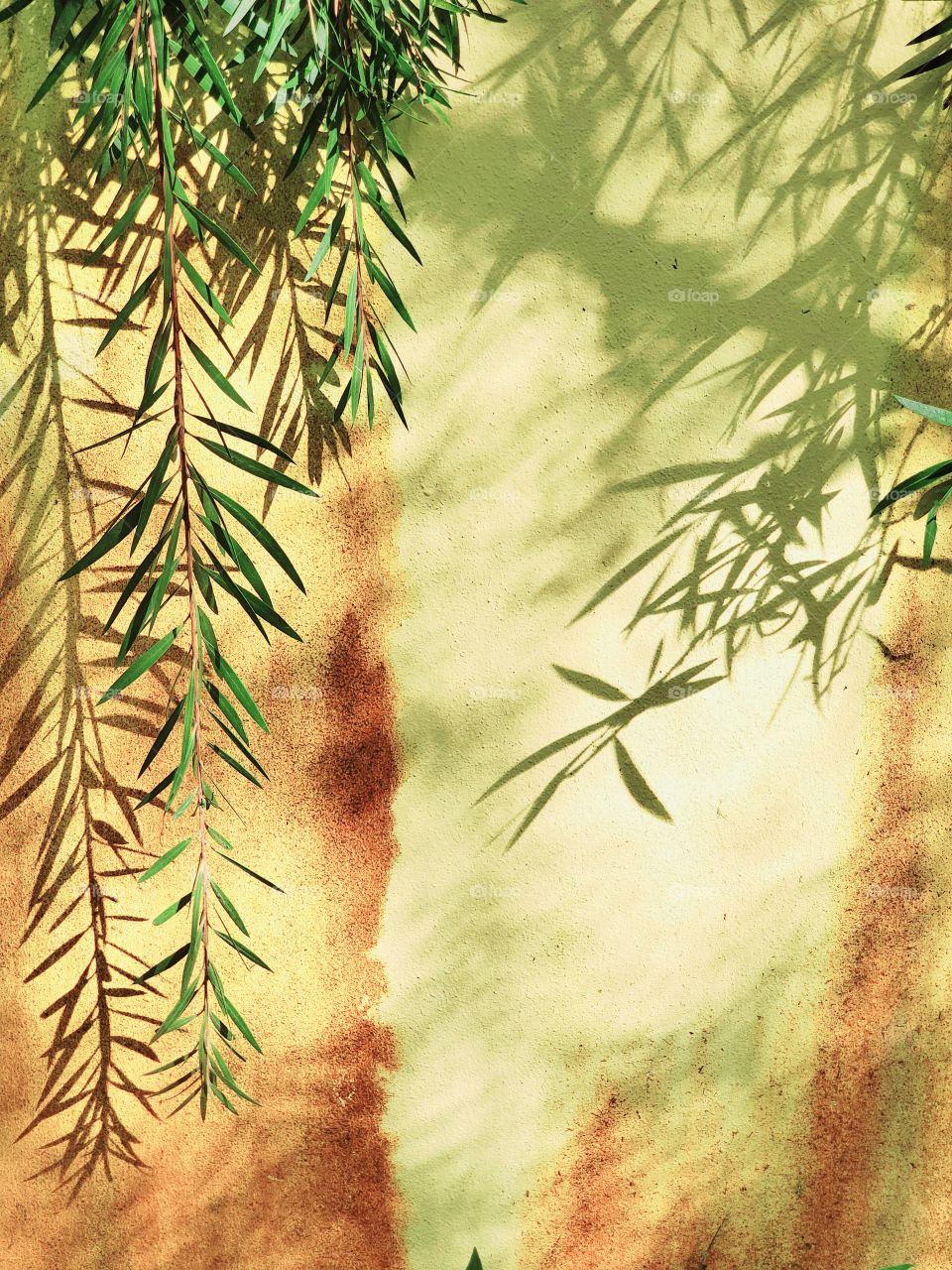 Rusty wall with leaves and shadows