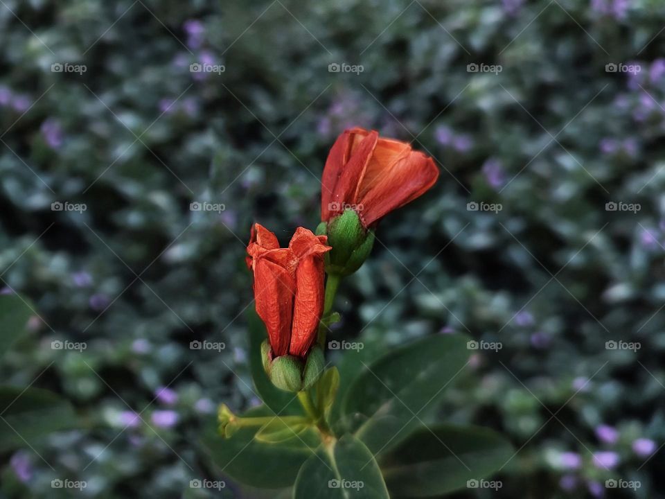 Macro photo of a flower growing in the garden