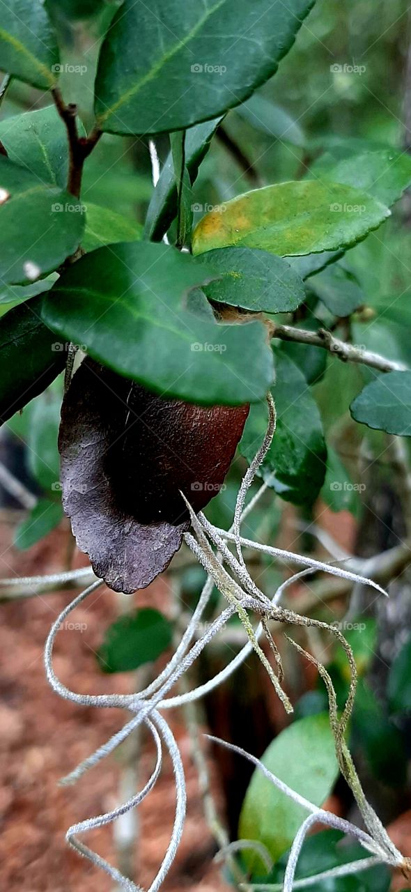 the dead among the living