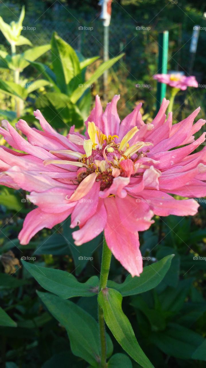 Nature, Flower, Flora, Garden, Summer