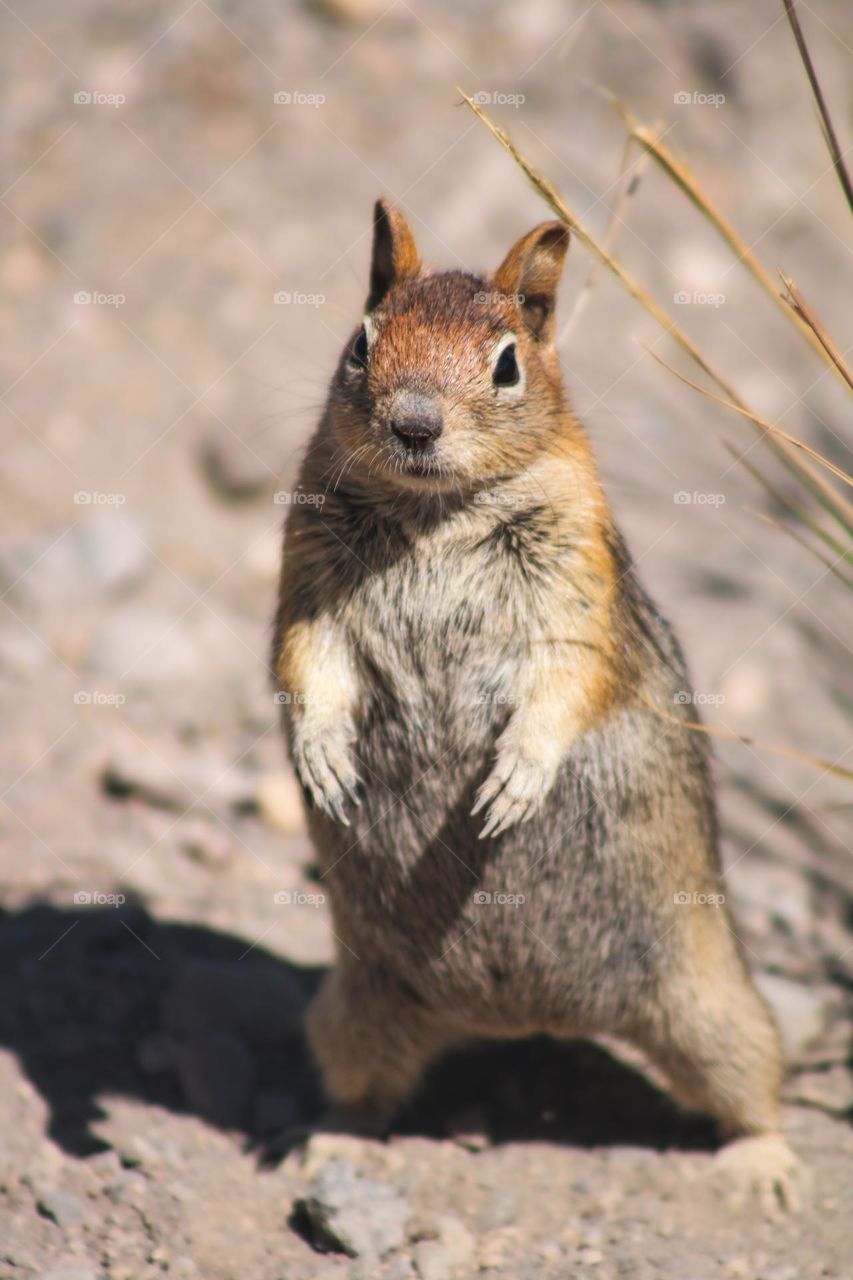 Cute chipmunk standing on hind legs with dirt and rocks in the background 