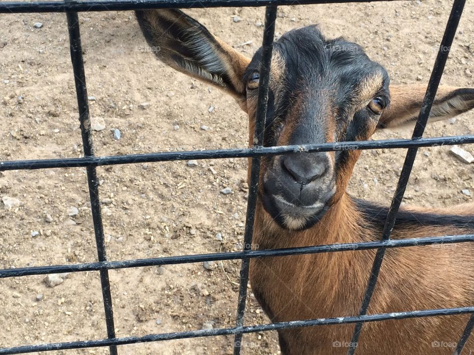 Close-up of goat