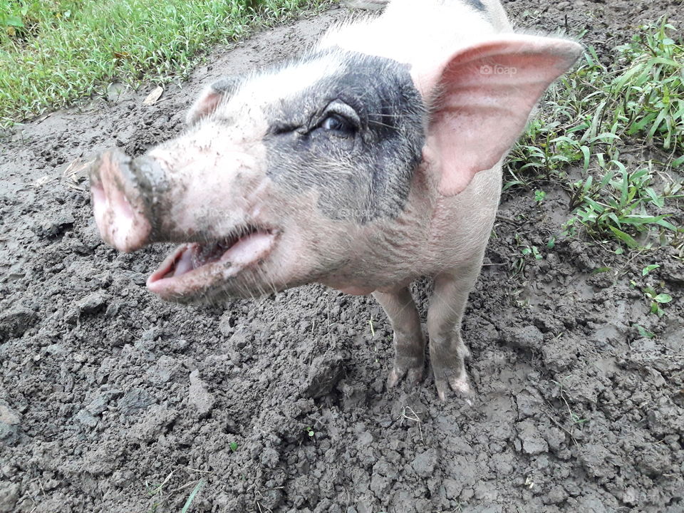 Animal, pig open mought looking funny