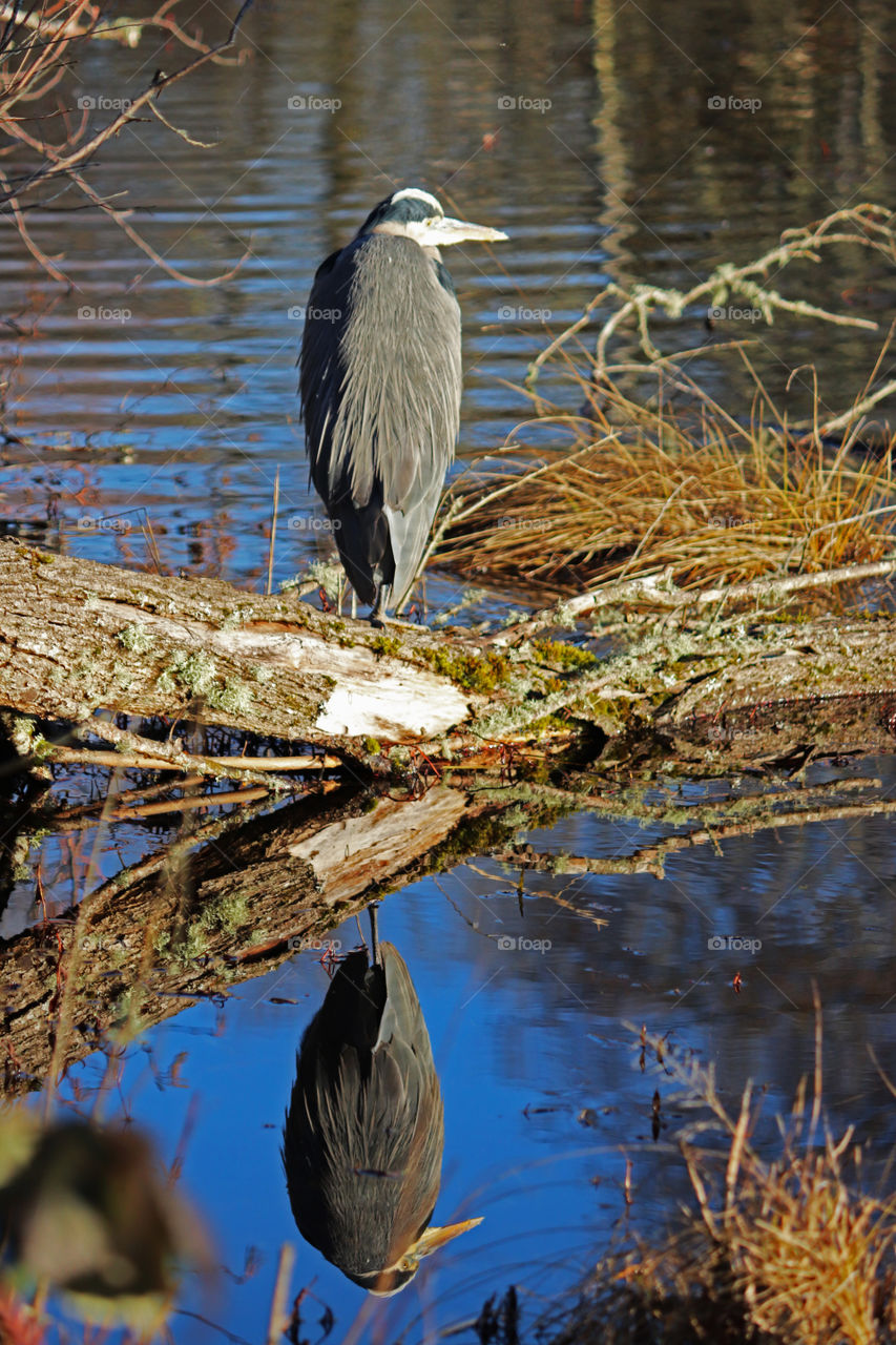 Crane standing by the water