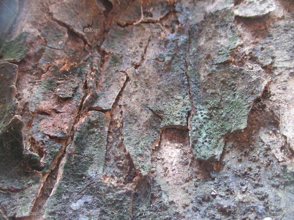 grey bark trees