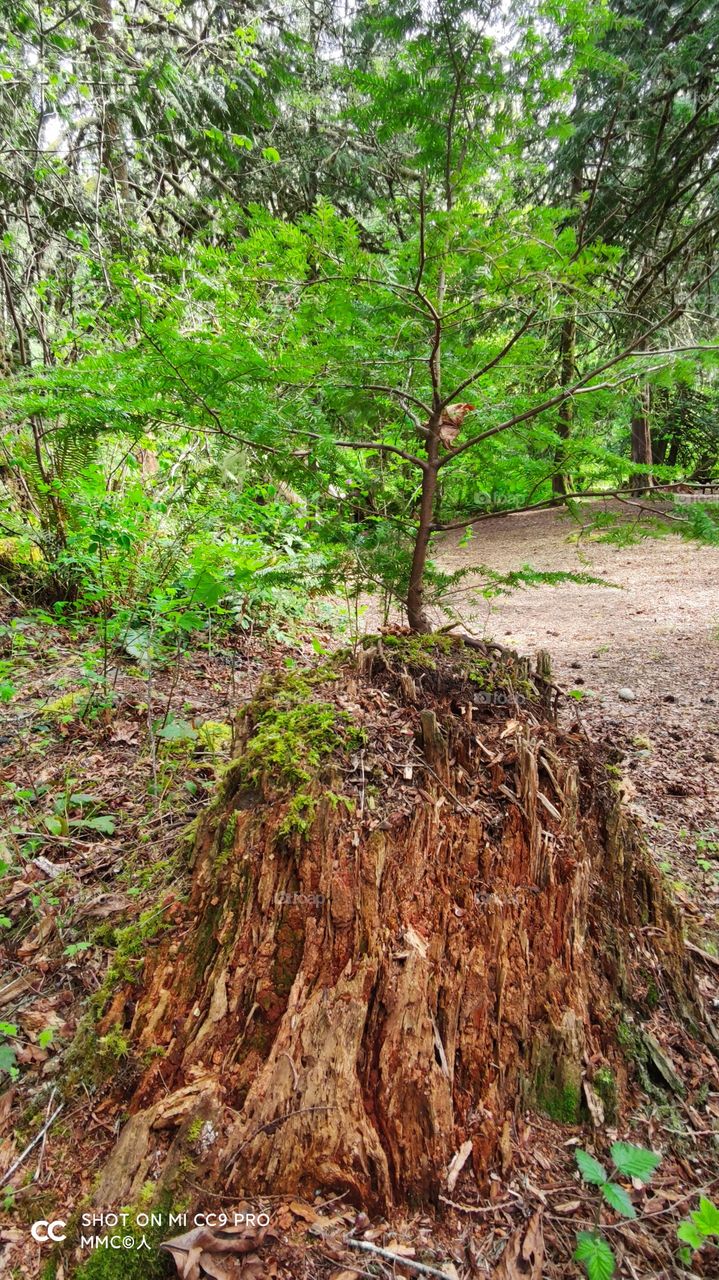 trees and forest series
