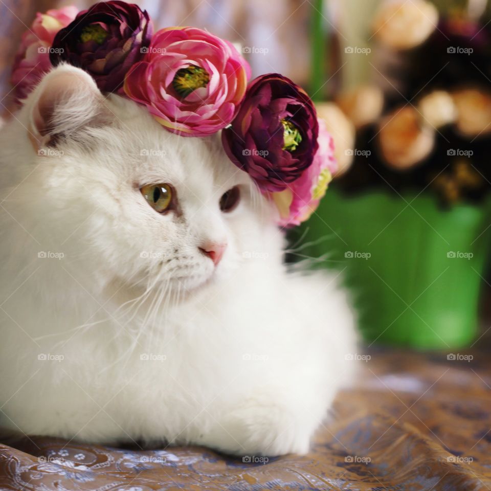 Cat with flowers