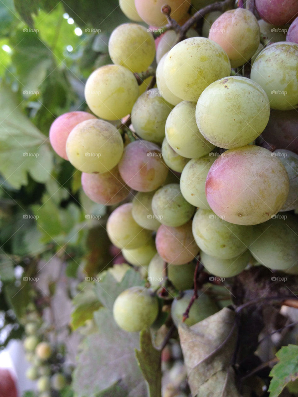 green summer fruit vine by bherna05