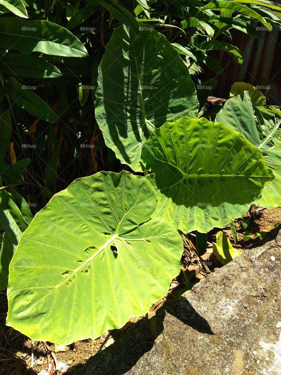 wrong taro tree which became a source of food for the people during the Dutch colonial period. This tree can be found around swamps and has broad leaves.