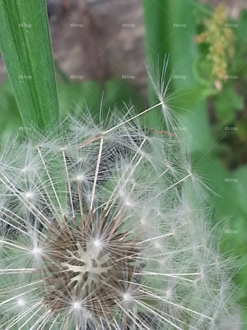 Dandelion, Nature, Summer, Flora, Seed