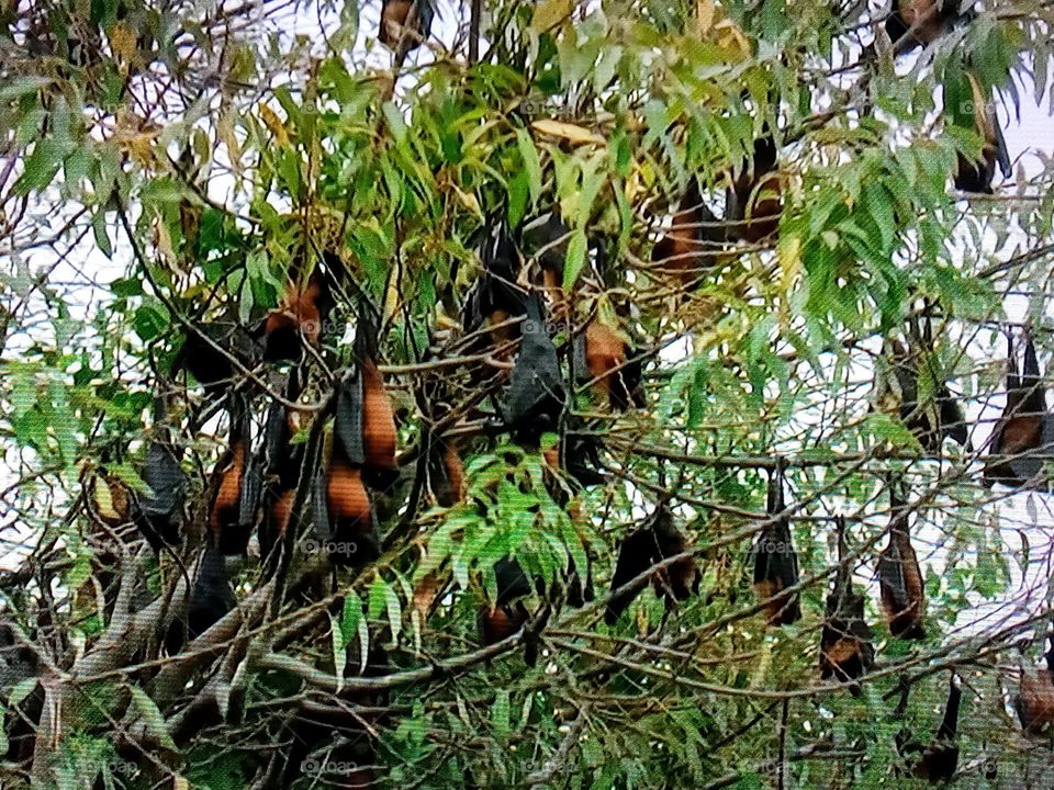 bat's on tree branch