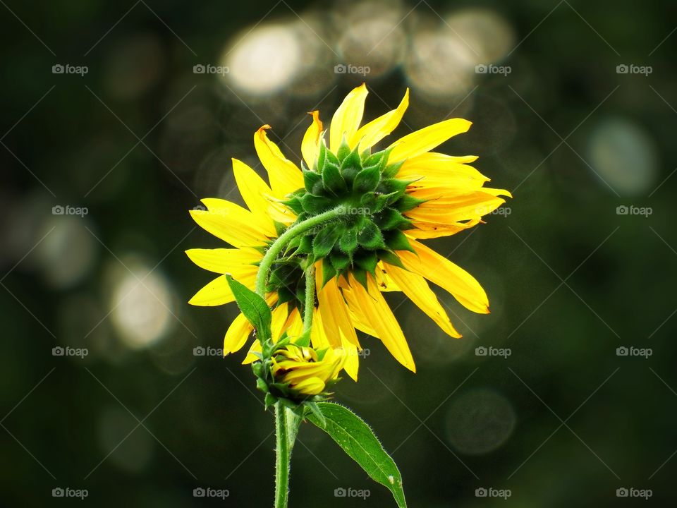 beautiful sunflower shot with a bokeh background