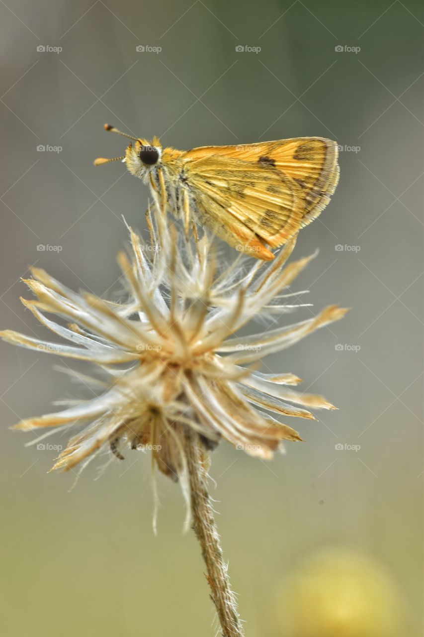 beauty of wildlife animal in closeup