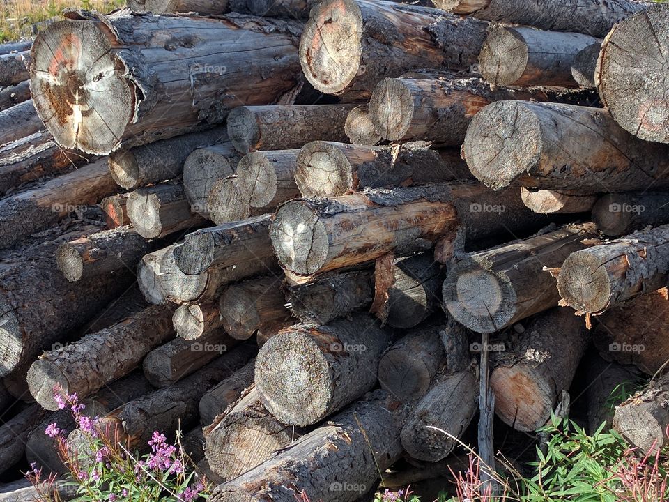 old log pile