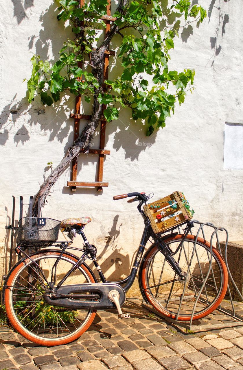 In an old wine town, a bicycle is standing underneath a grapevine so that it looks like the plant is growing from the bicycle basket.