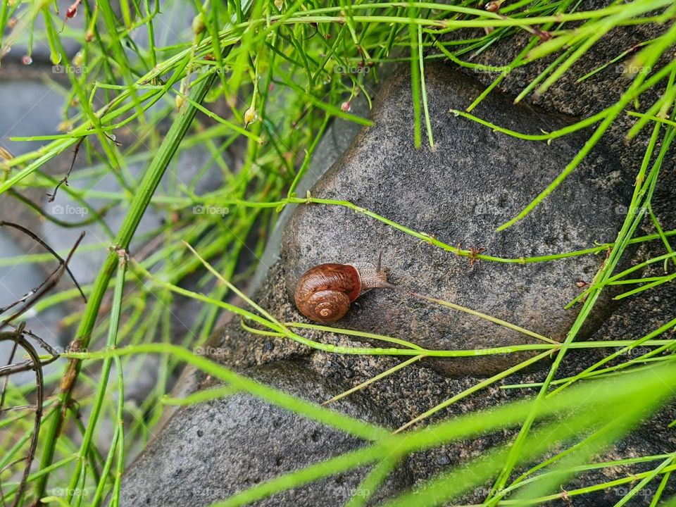 Tiny cute snail captured in a private resort in Batangas City Ph