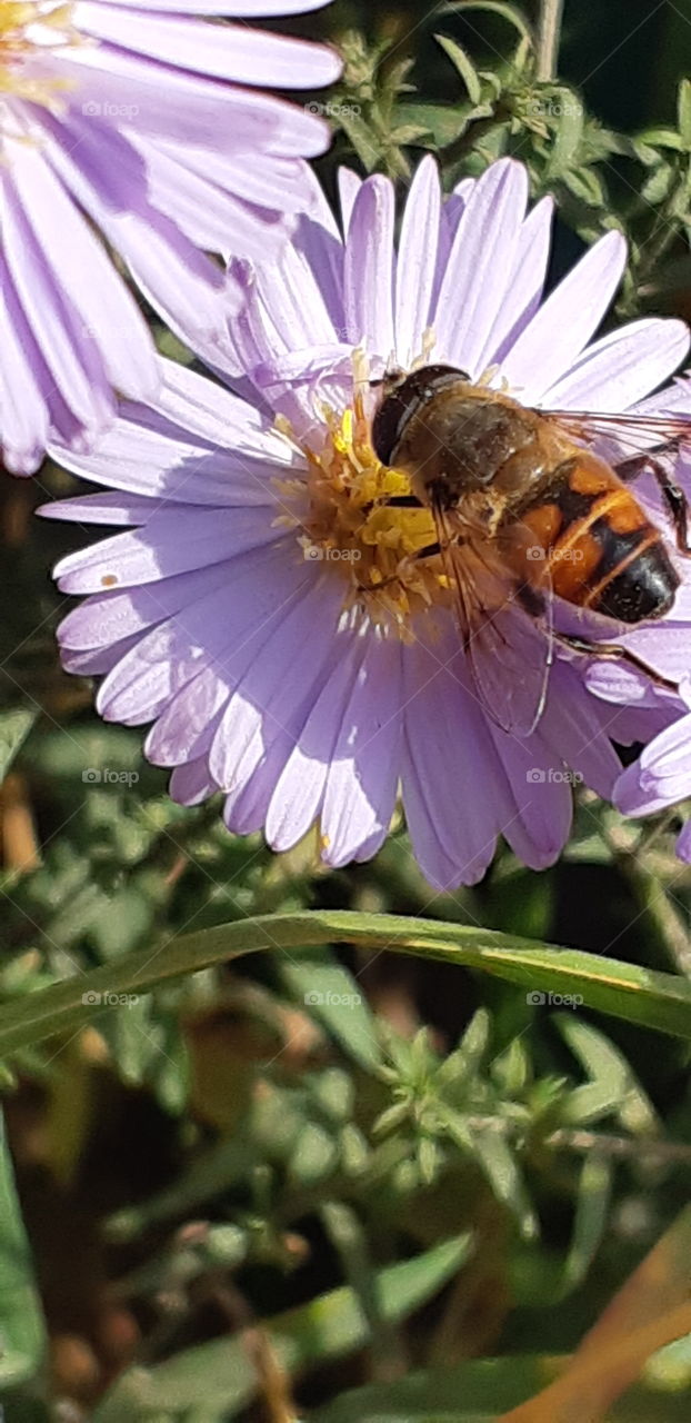 цветочик с пчёлкай