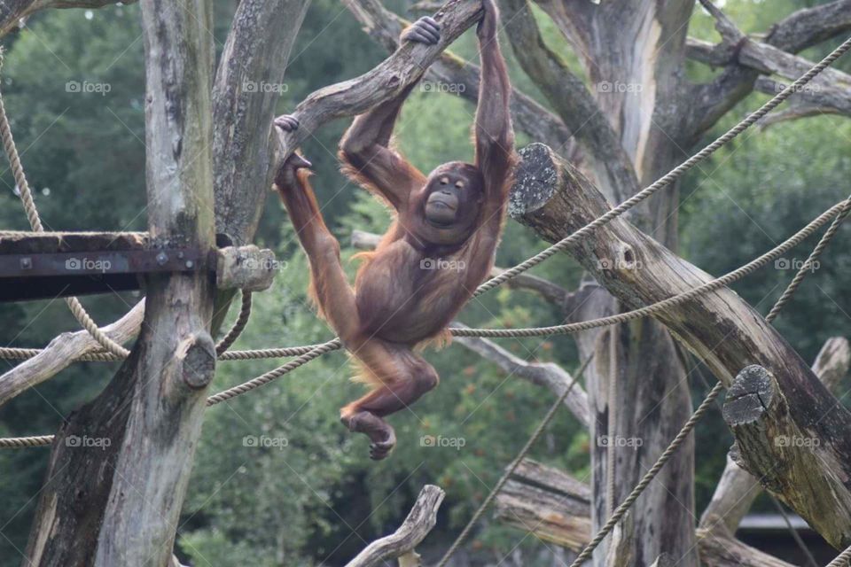 Monkey Swinging