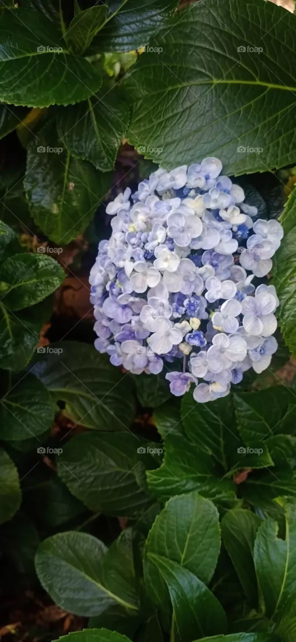 beautiful flowers