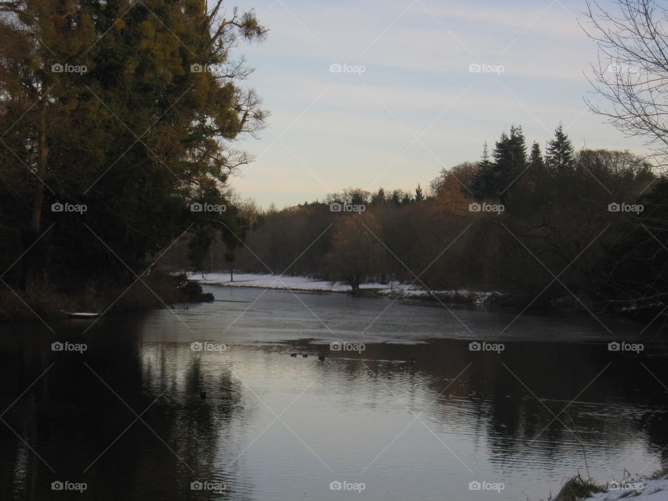 Tree, Landscape, No Person, Water, Winter